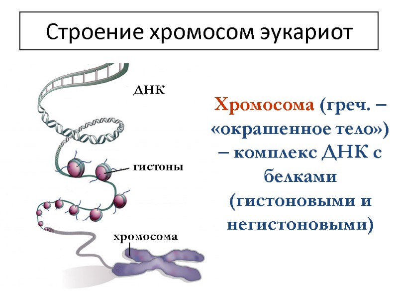 Хромосома (греч. – «окрашенное тело») – комплекс ДНК с белками (гистоновыми и негистоновыми) Строение